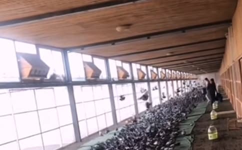 賽級信鴿戰力驚人！